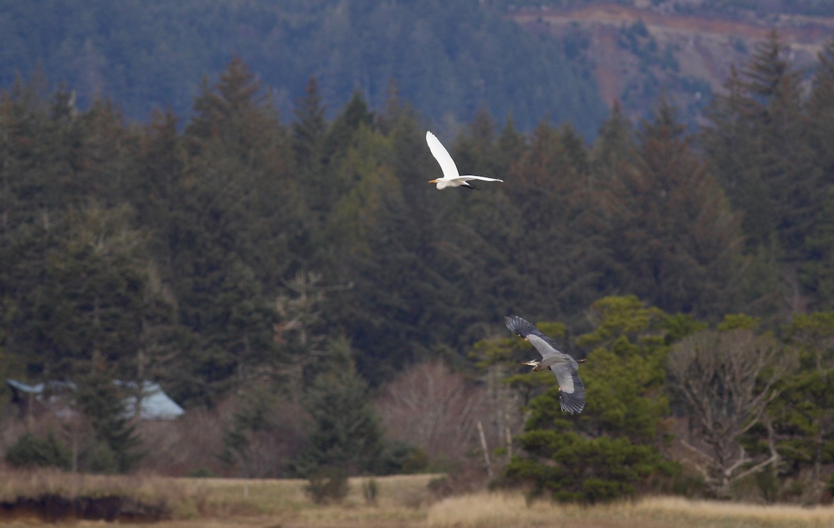 Great Egret - ML627595341