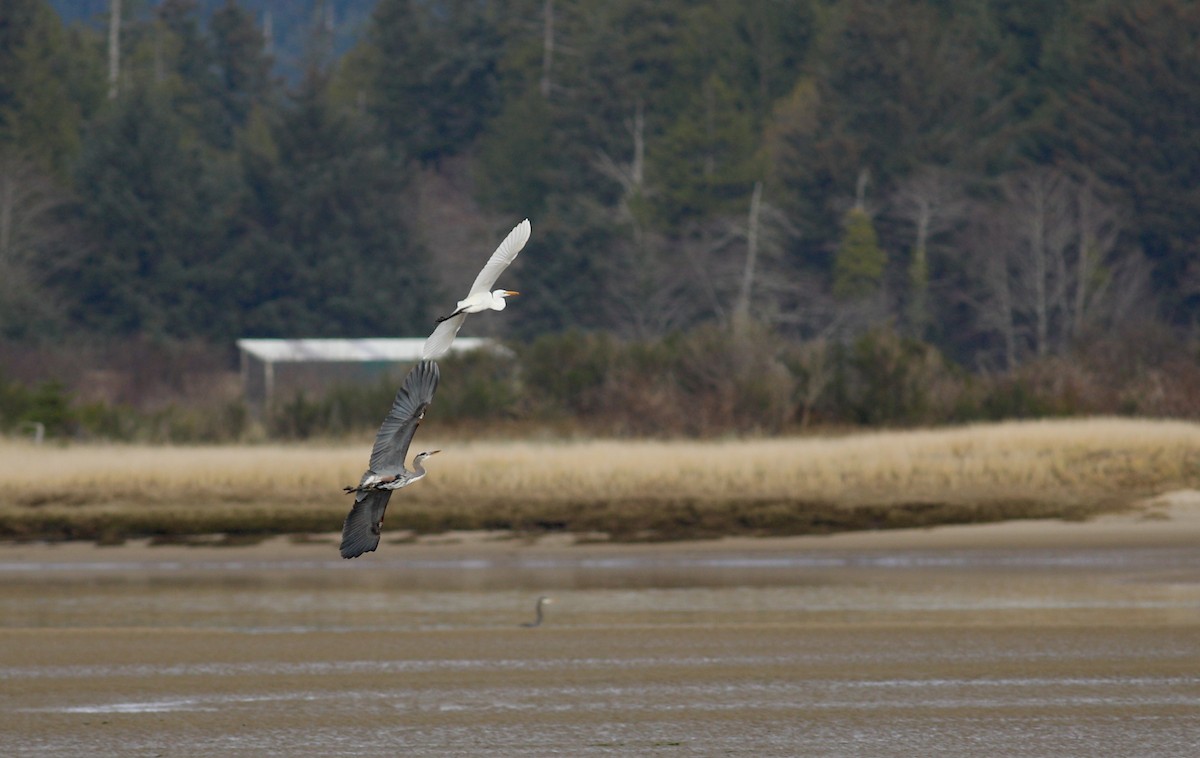 Great Blue Heron - ML627595350