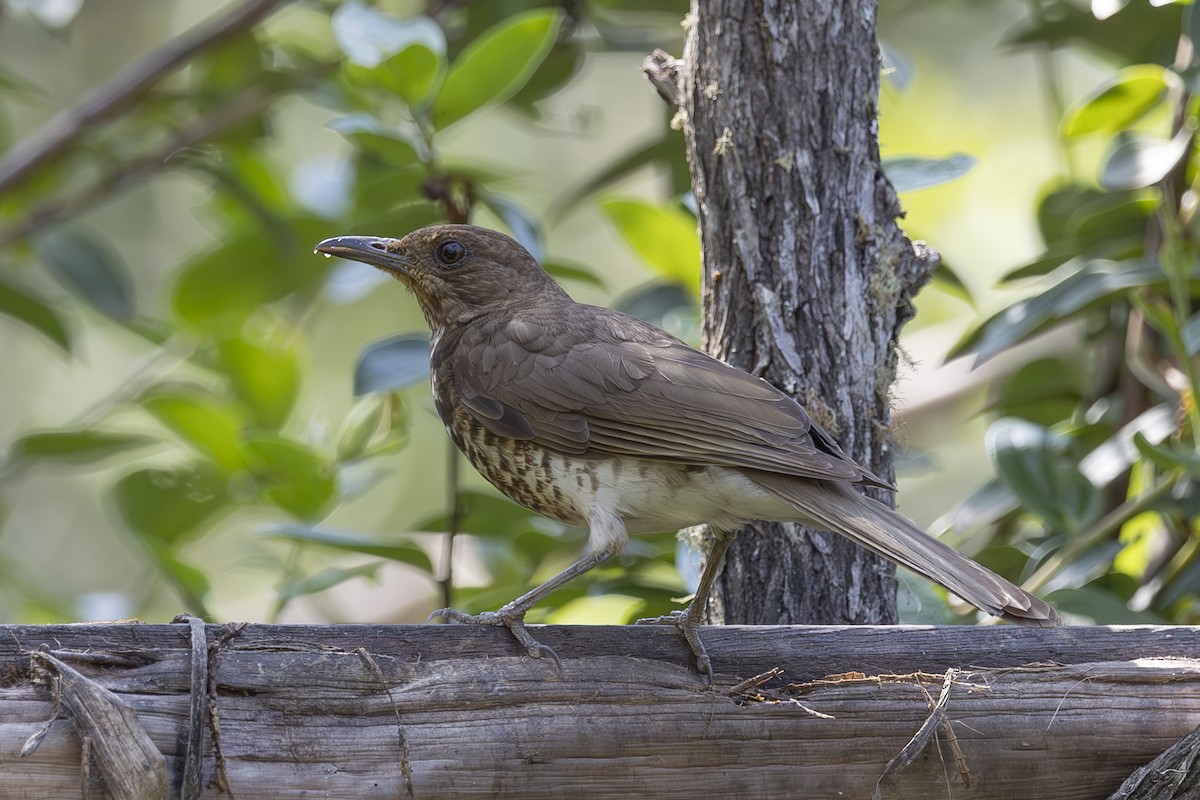 Marañon Thrush - ML627595476