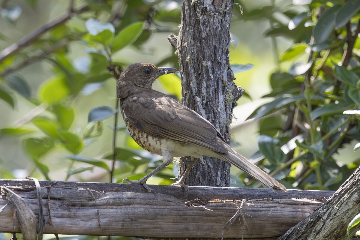 Marañon Thrush - ML627595477