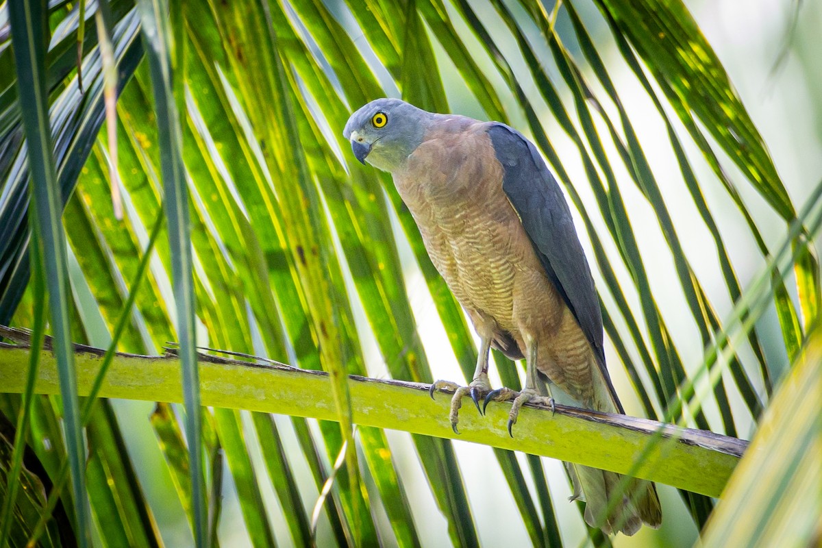 Moluccan Goshawk - ML627595512
