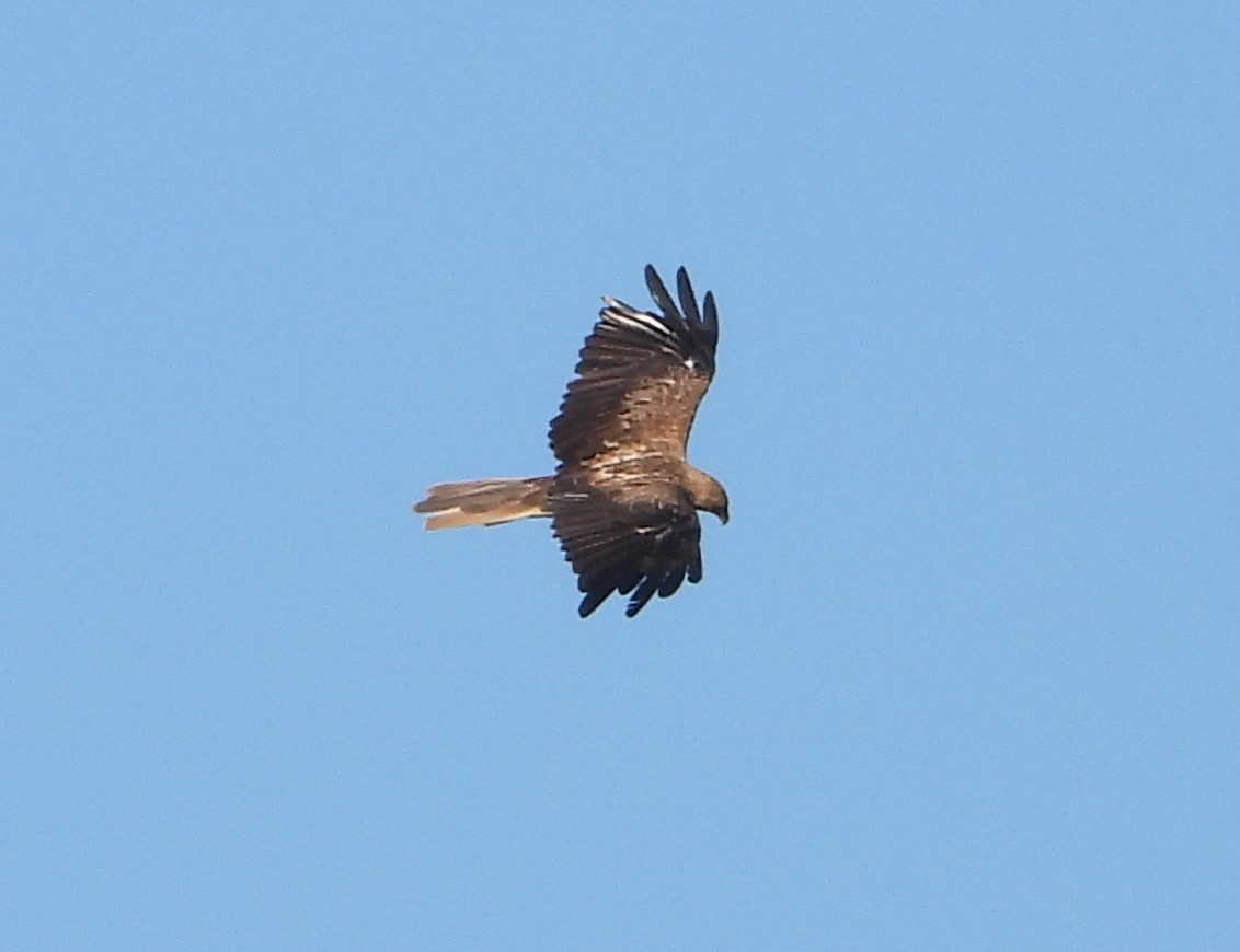 Whistling Kite - ML627595548