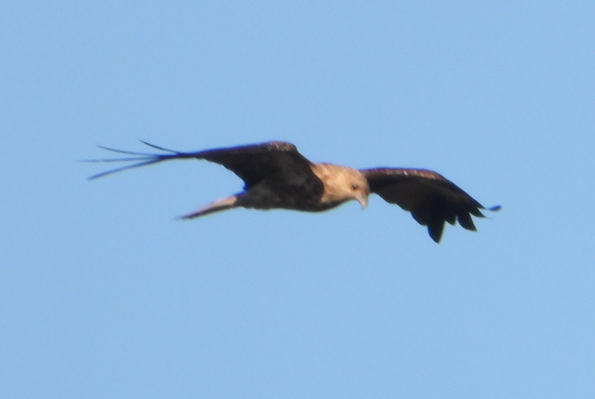 Whistling Kite - ML627595549
