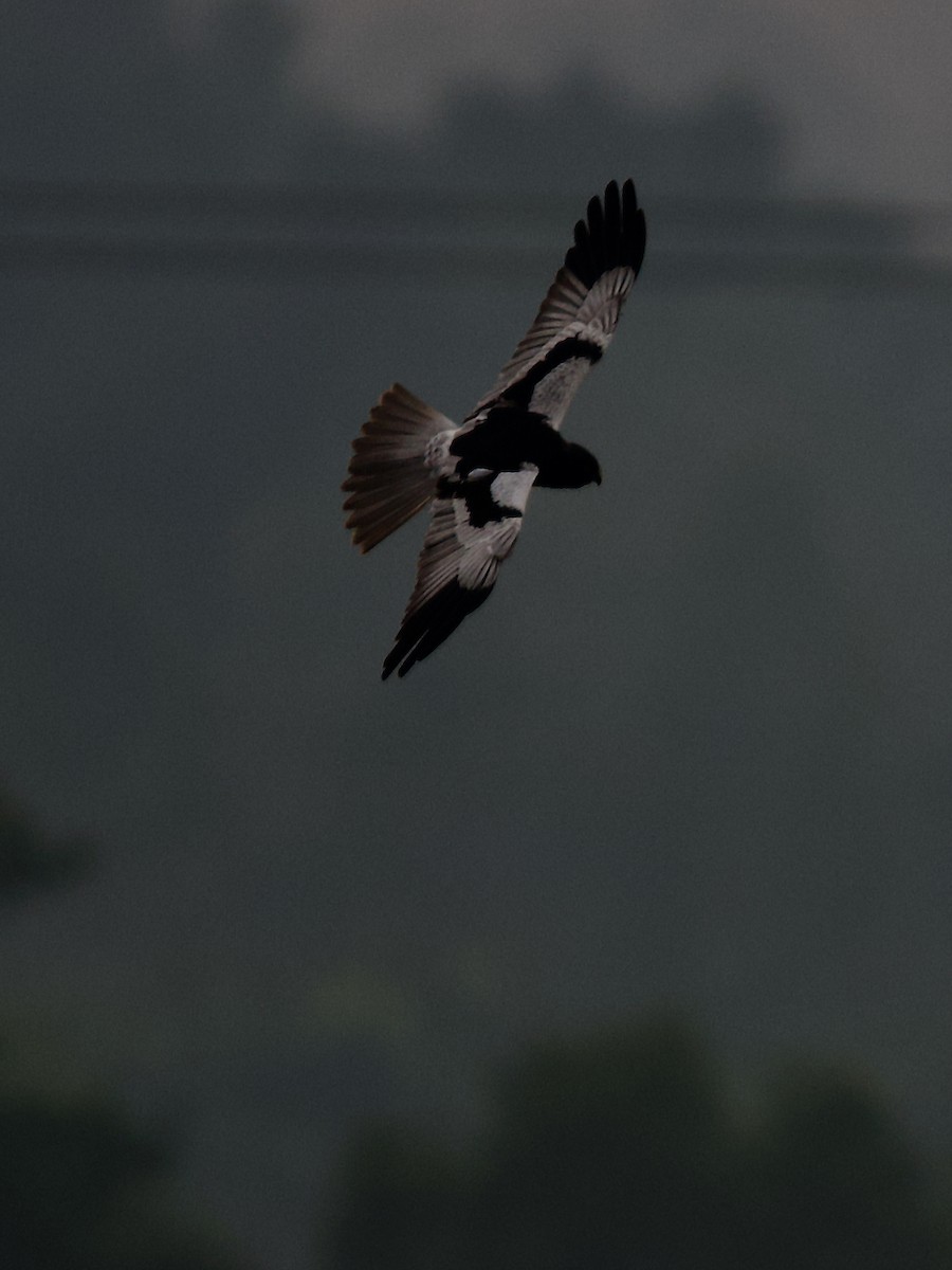 Pied Harrier - ML627595572