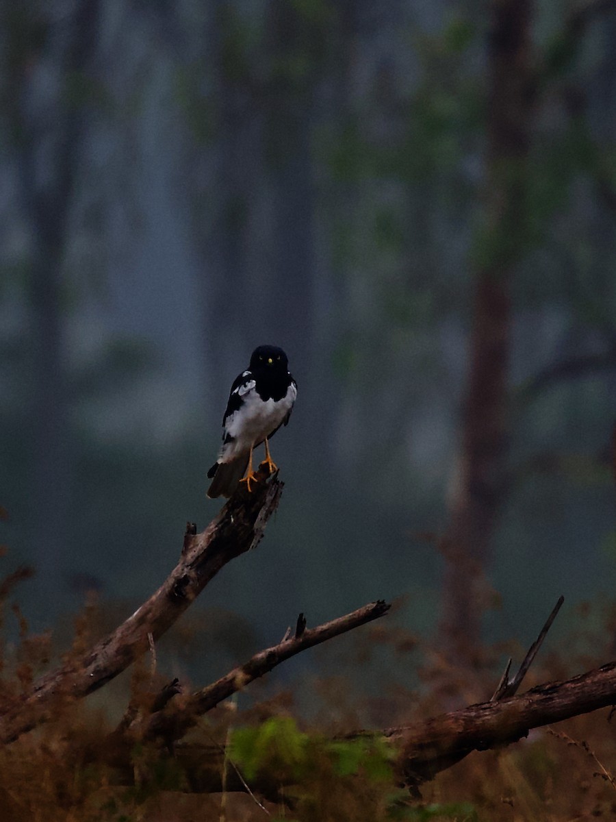 Pied Harrier - ML627595573