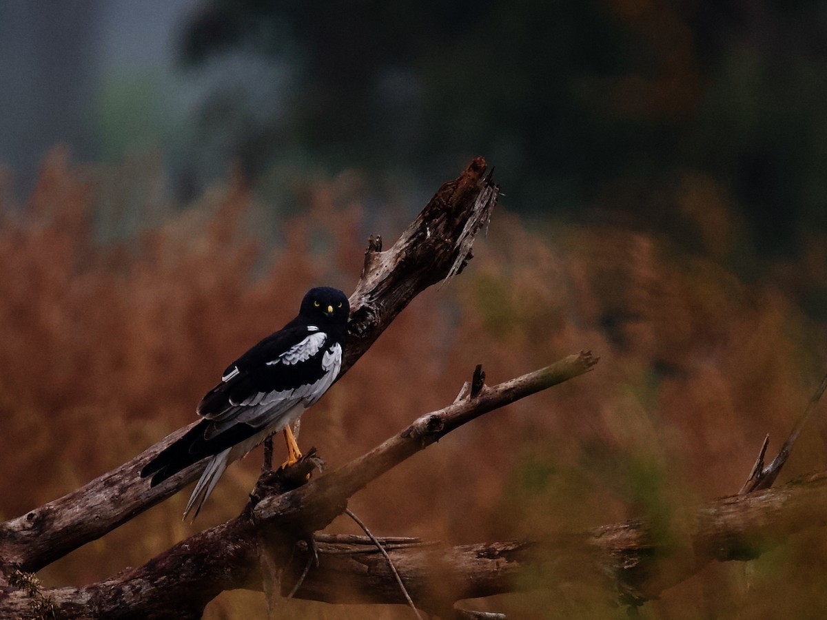 Pied Harrier - ML627595574