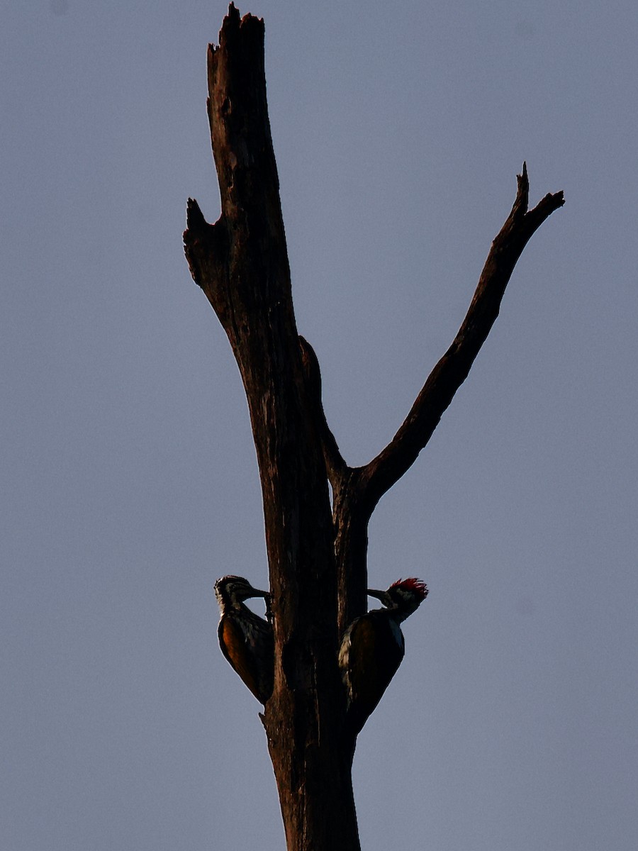 White-naped Woodpecker - ML627595582