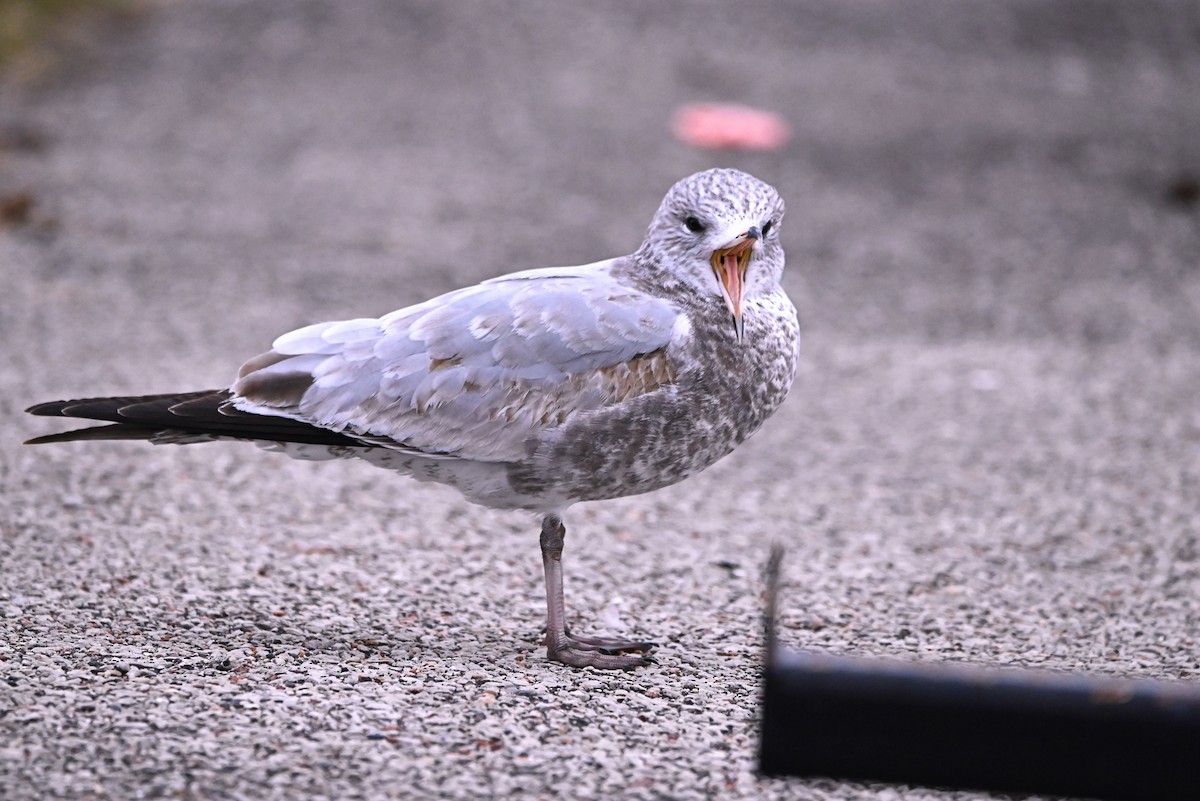 Ring-billed Gull - ML627595683