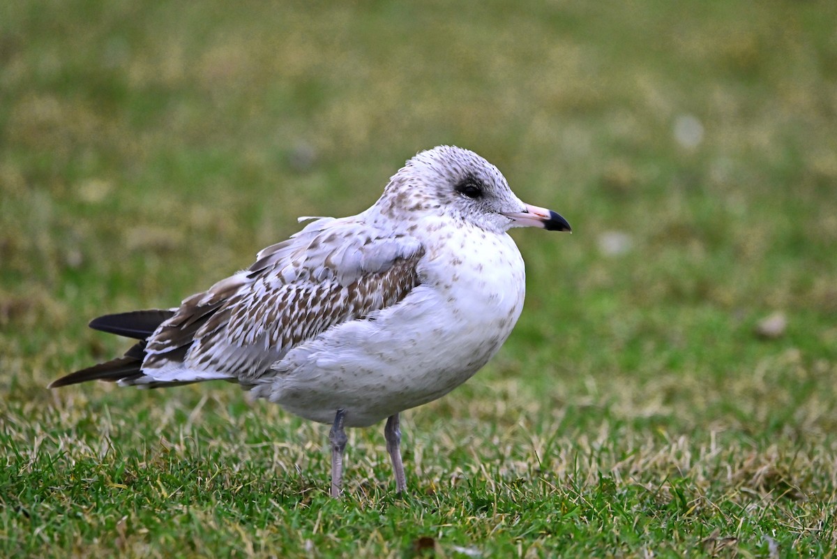 Ring-billed Gull - ML627595684