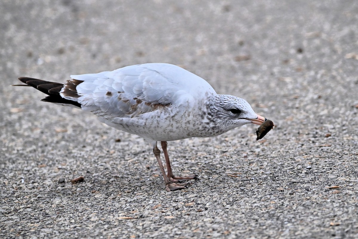 Ring-billed Gull - ML627595685