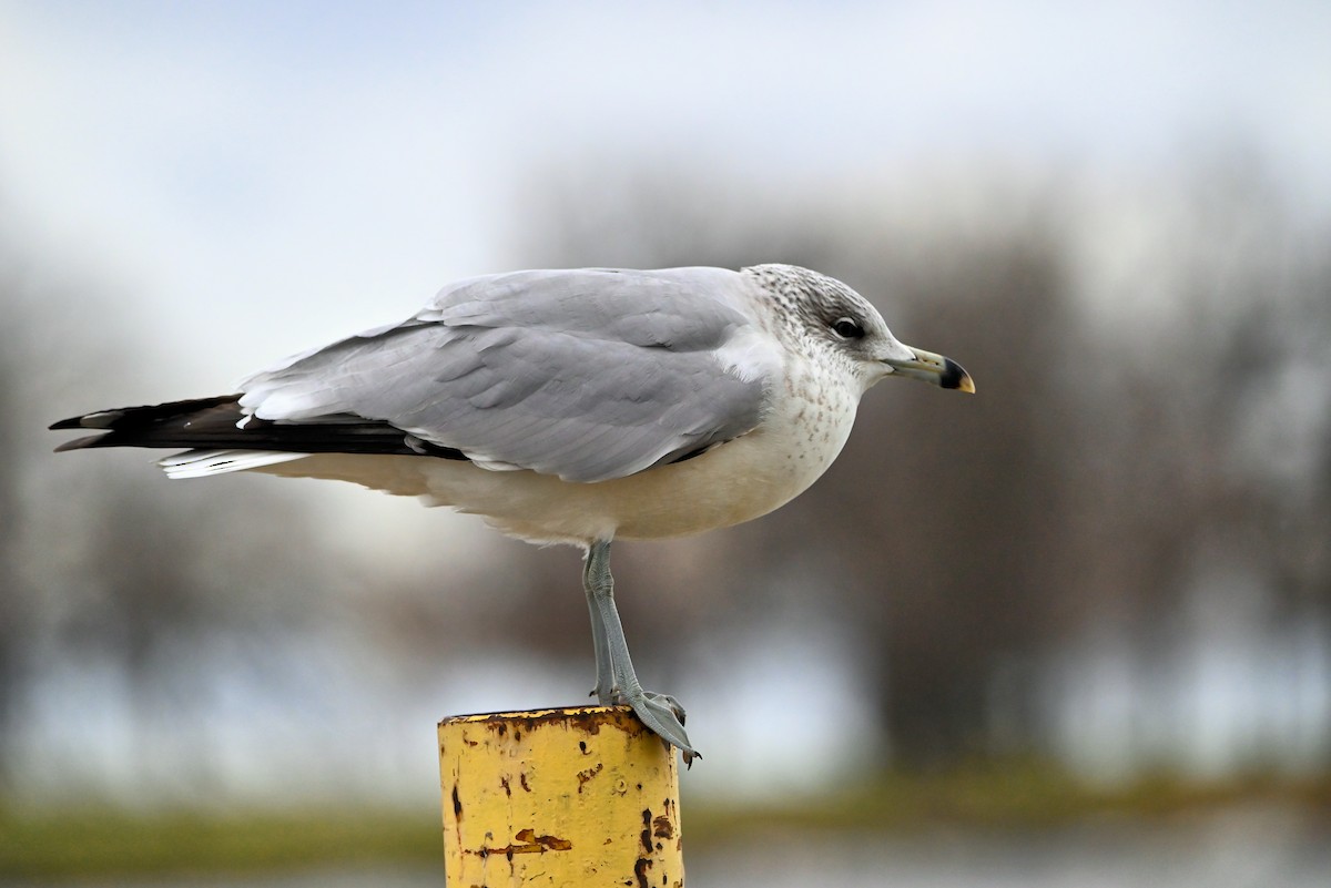 Ring-billed Gull - ML627595686