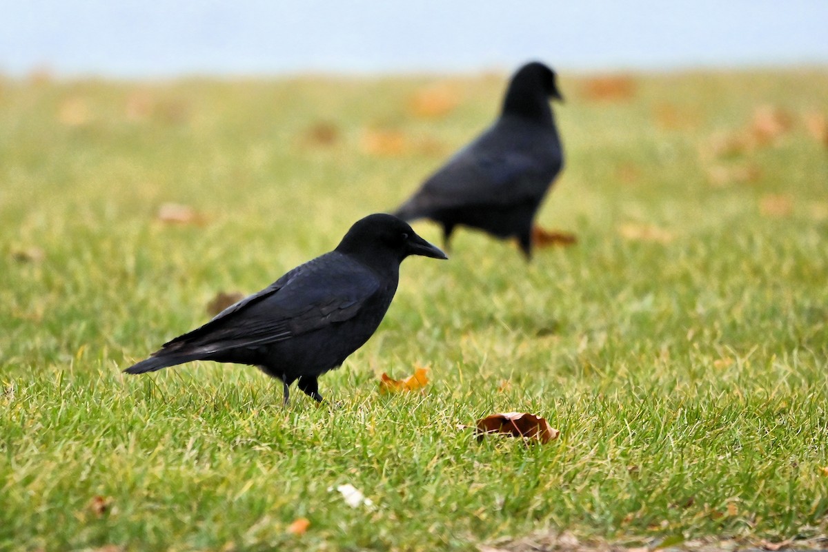 American Crow - ML627595692