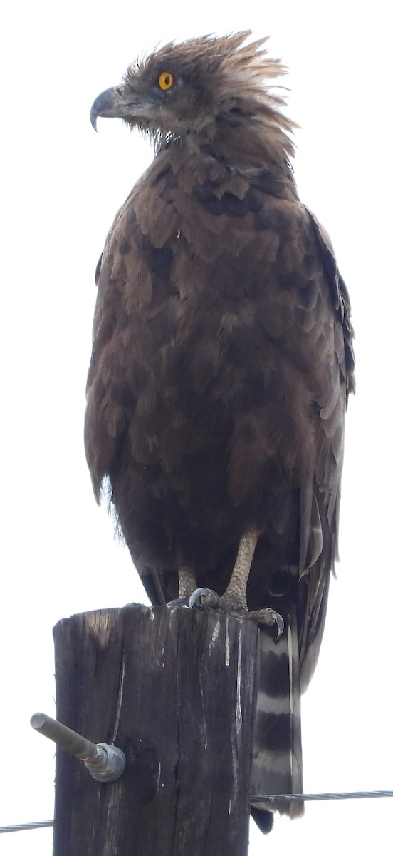 Brown Snake-Eagle - ML627595962