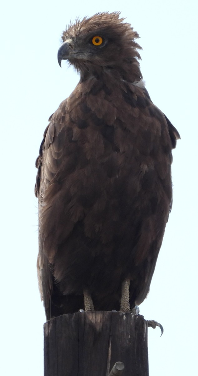 Brown Snake-Eagle - ML627595963