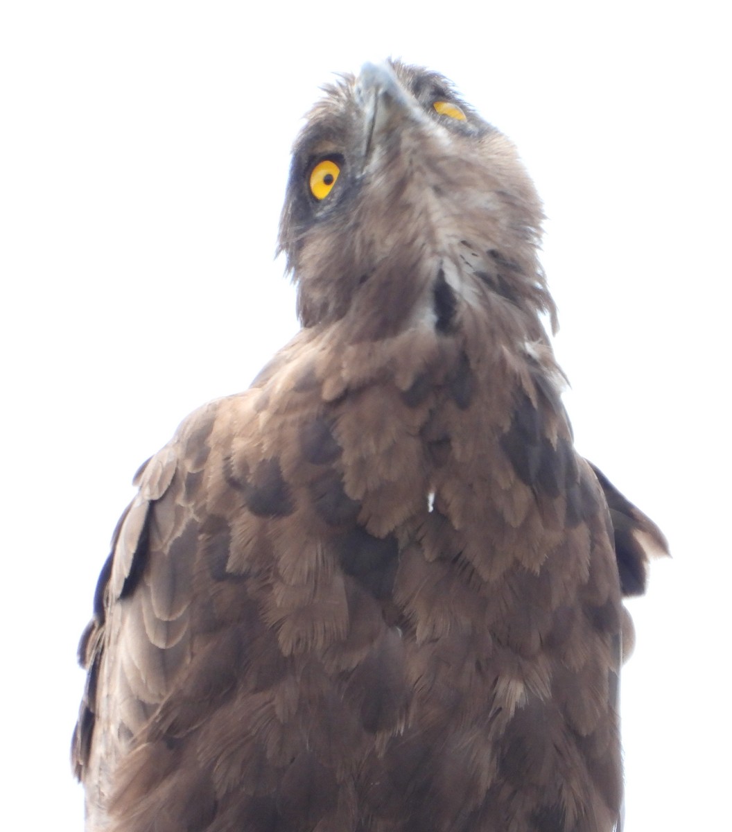 Brown Snake-Eagle - ML627595964