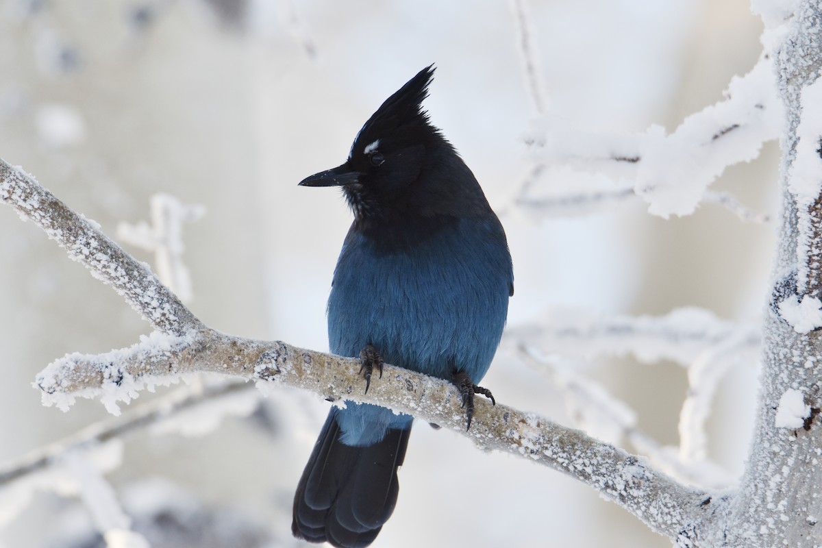 Steller's Jay - Landon Graff