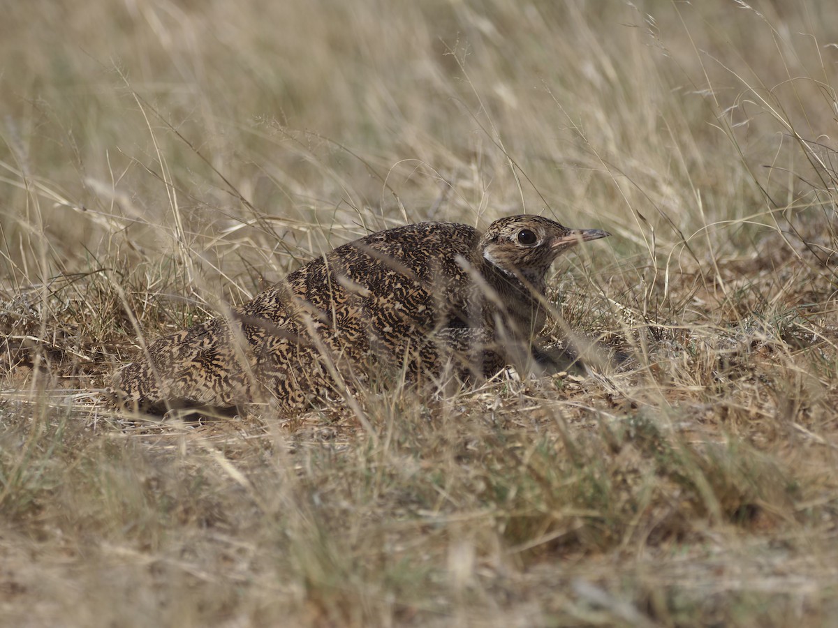 White-quilled Bustard - ML627596084