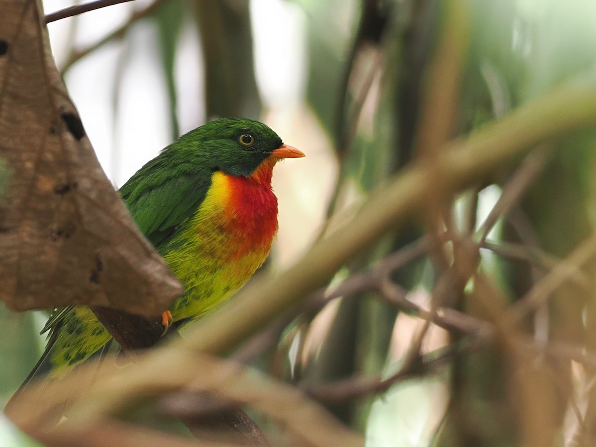 Scarlet-breasted Fruiteater - ML627596170