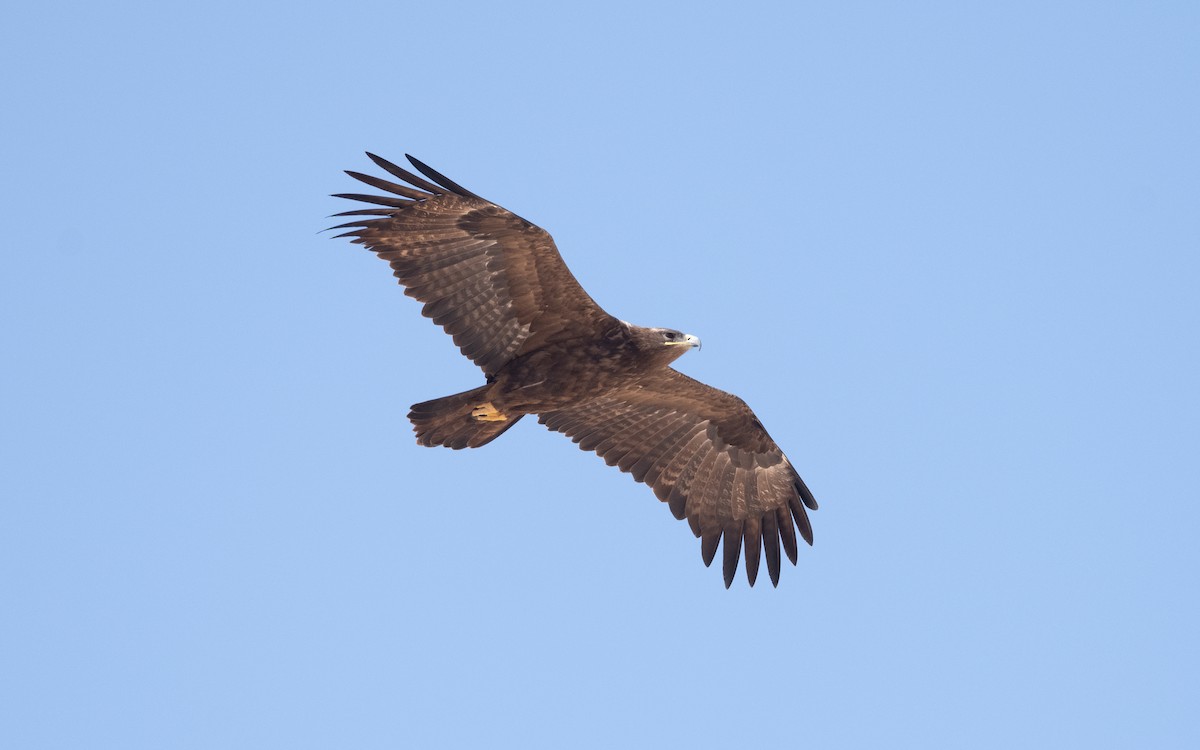 Steppe Eagle - ML627596316