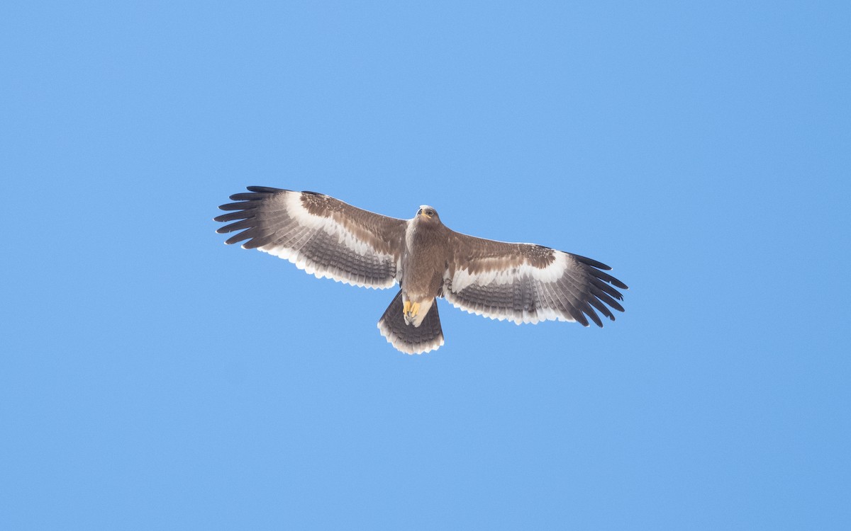 Steppe Eagle - ML627596317