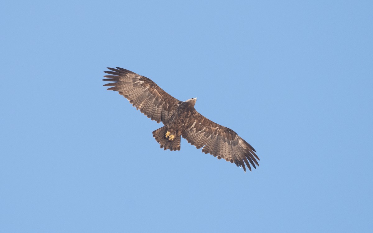 Steppe Eagle - ML627596318