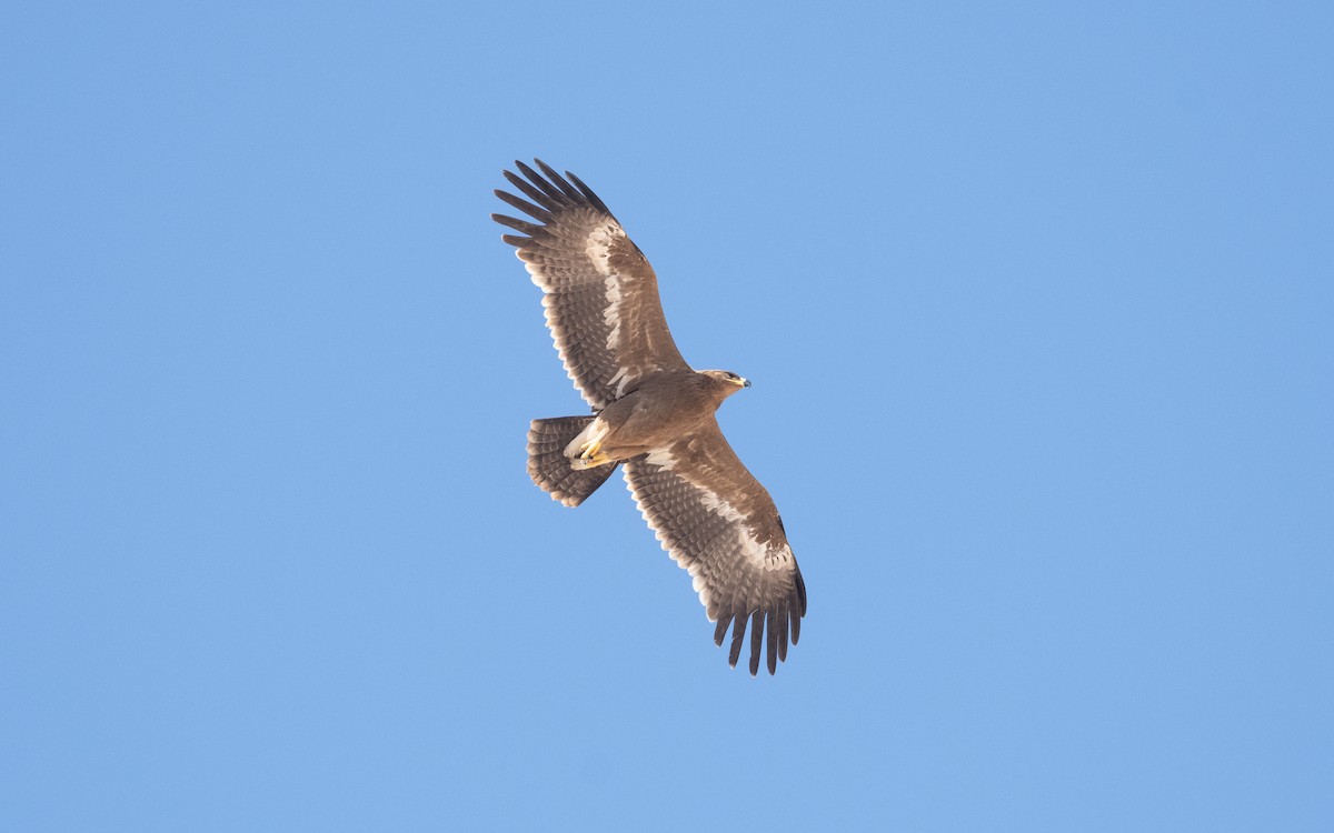 Steppe Eagle - ML627596319