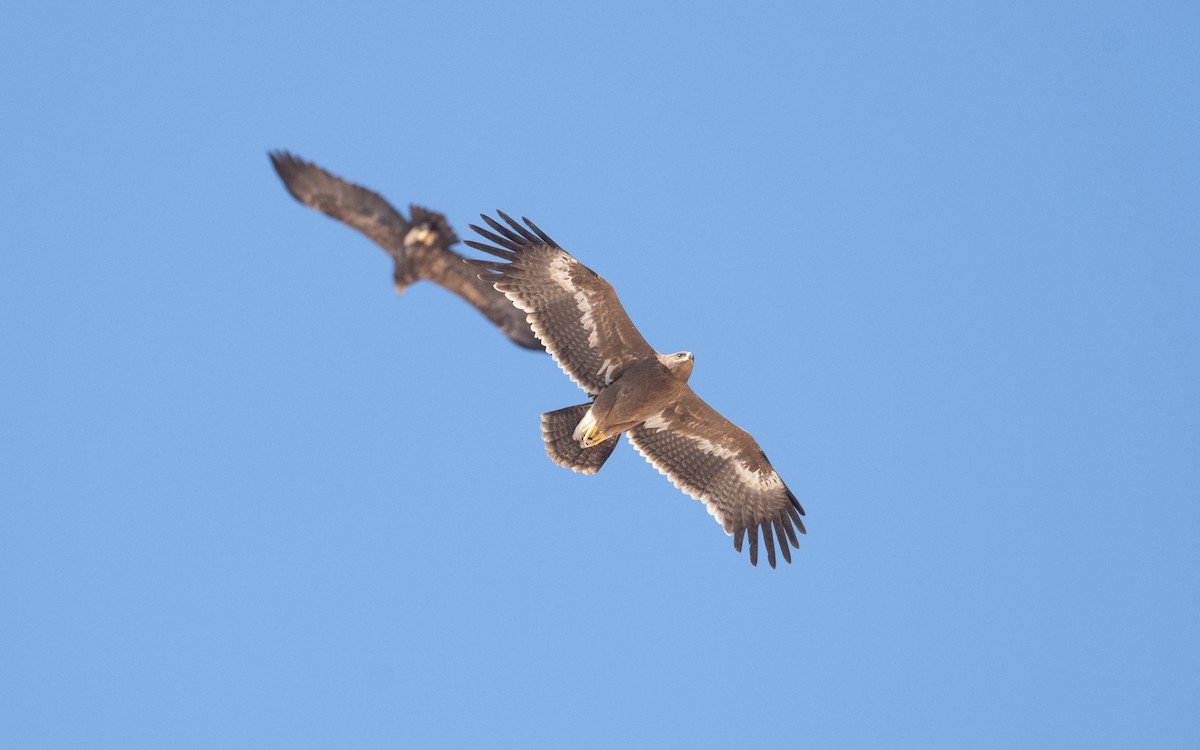 Steppe Eagle - ML627596320