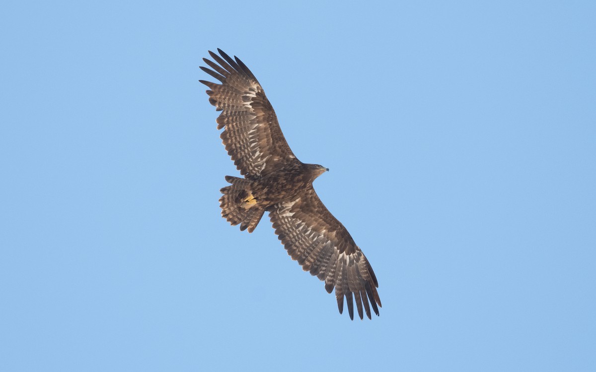 Steppe Eagle - ML627596321