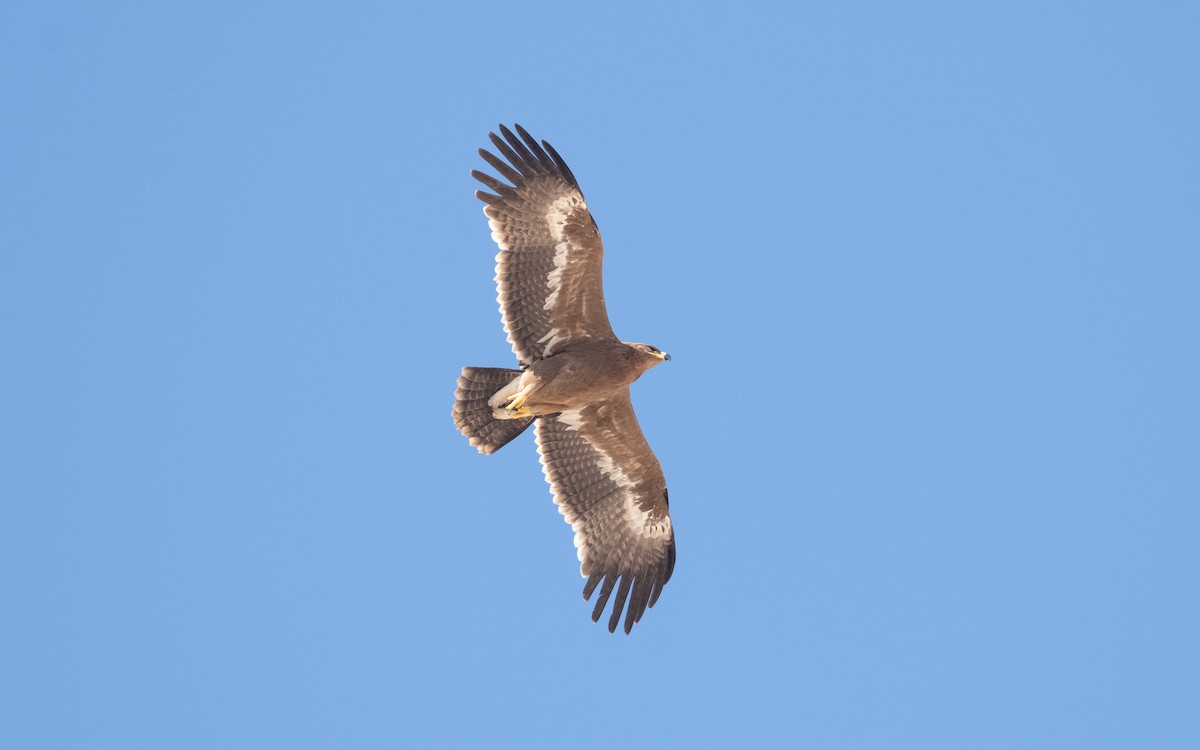 Steppe Eagle - ML627596322
