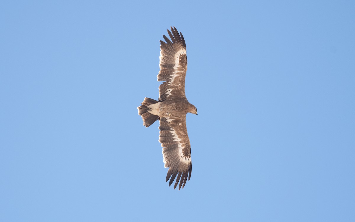 Steppe Eagle - ML627596325