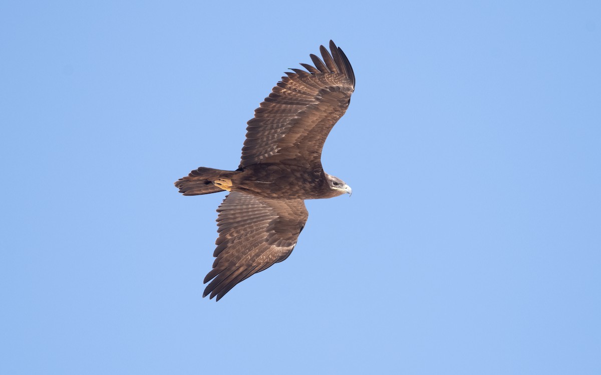 Steppe Eagle - ML627596327