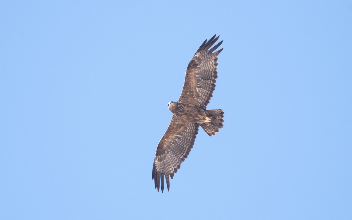 Steppe Eagle - ML627596331