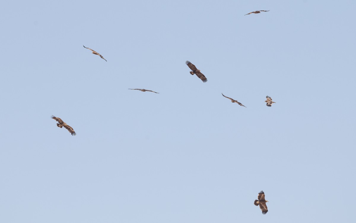 Steppe Eagle - ML627596393