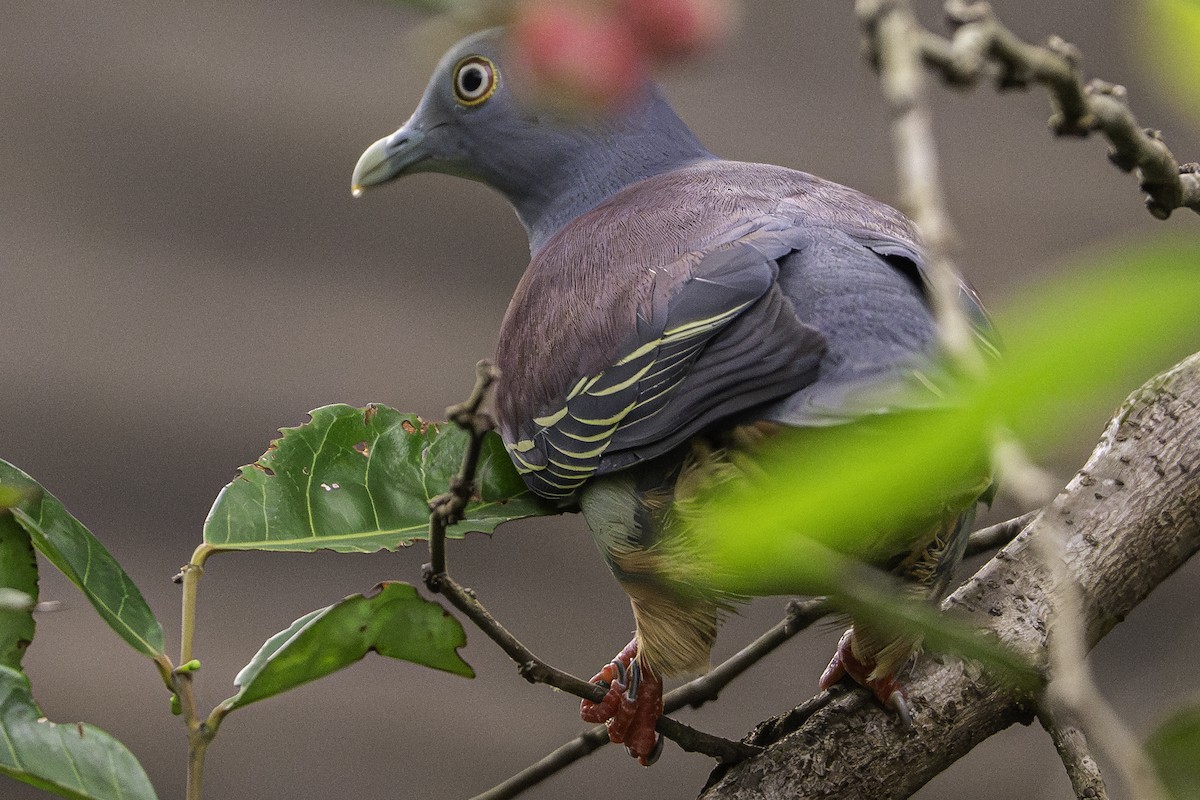 Little Green-Pigeon - ML627596464