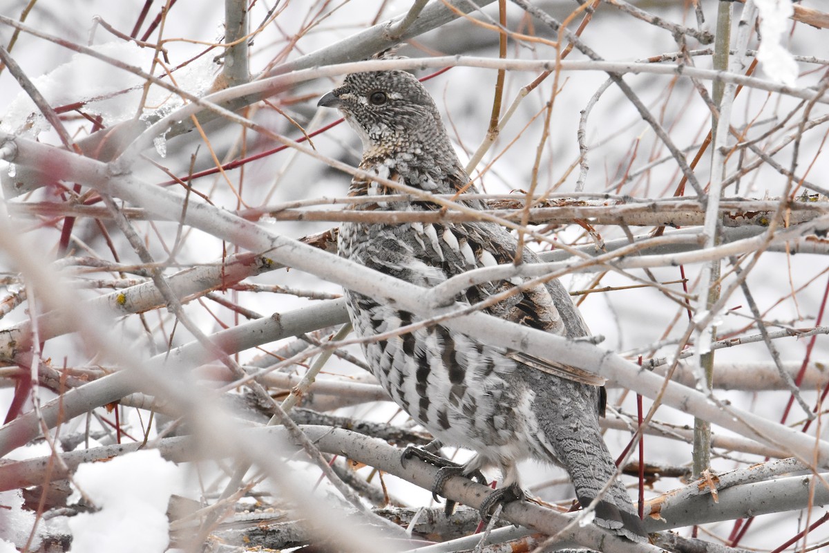Ruffed Grouse - ML627596466