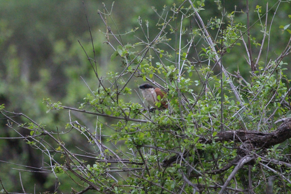 Burchell's Coucal - ML627596690