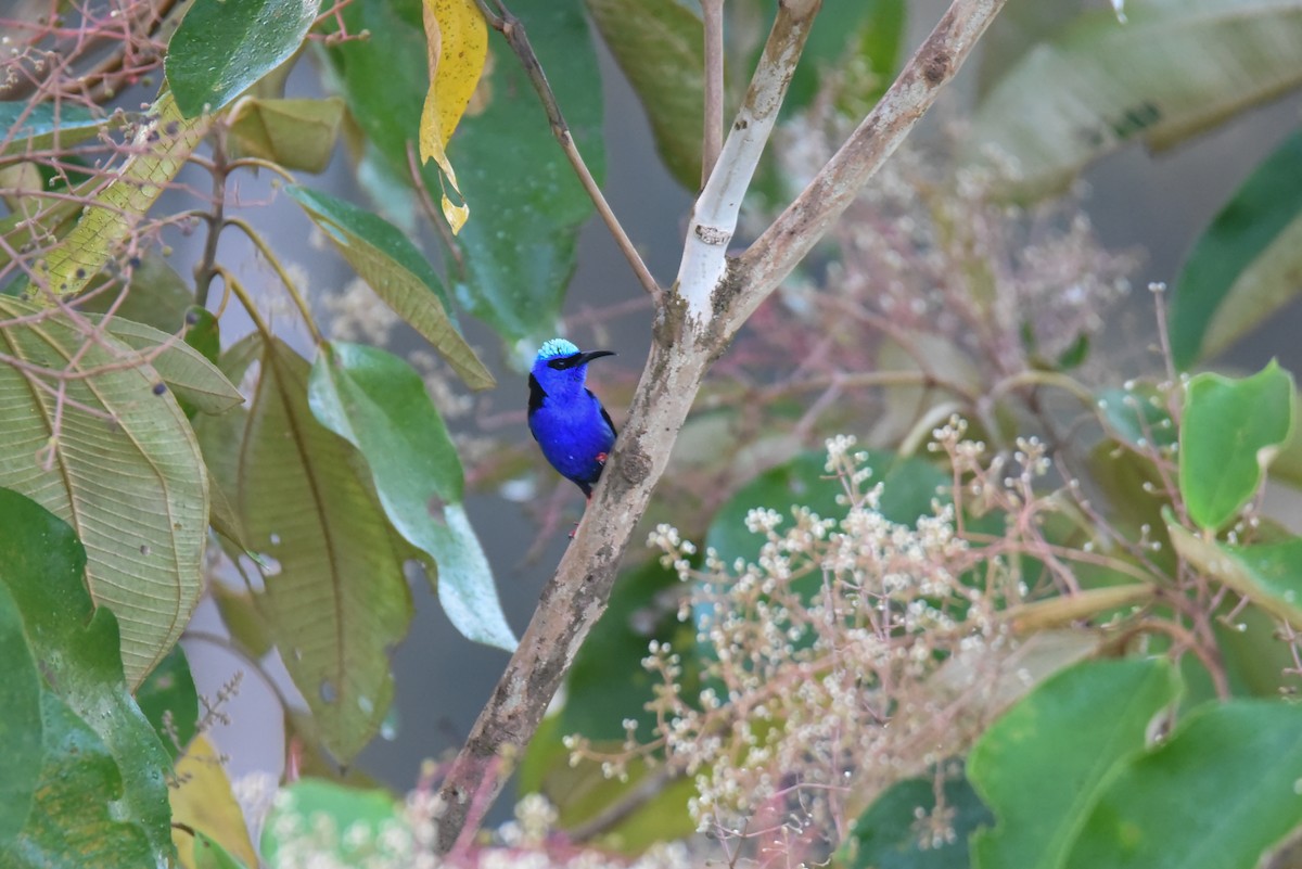 Red-legged Honeycreeper - ML627596774