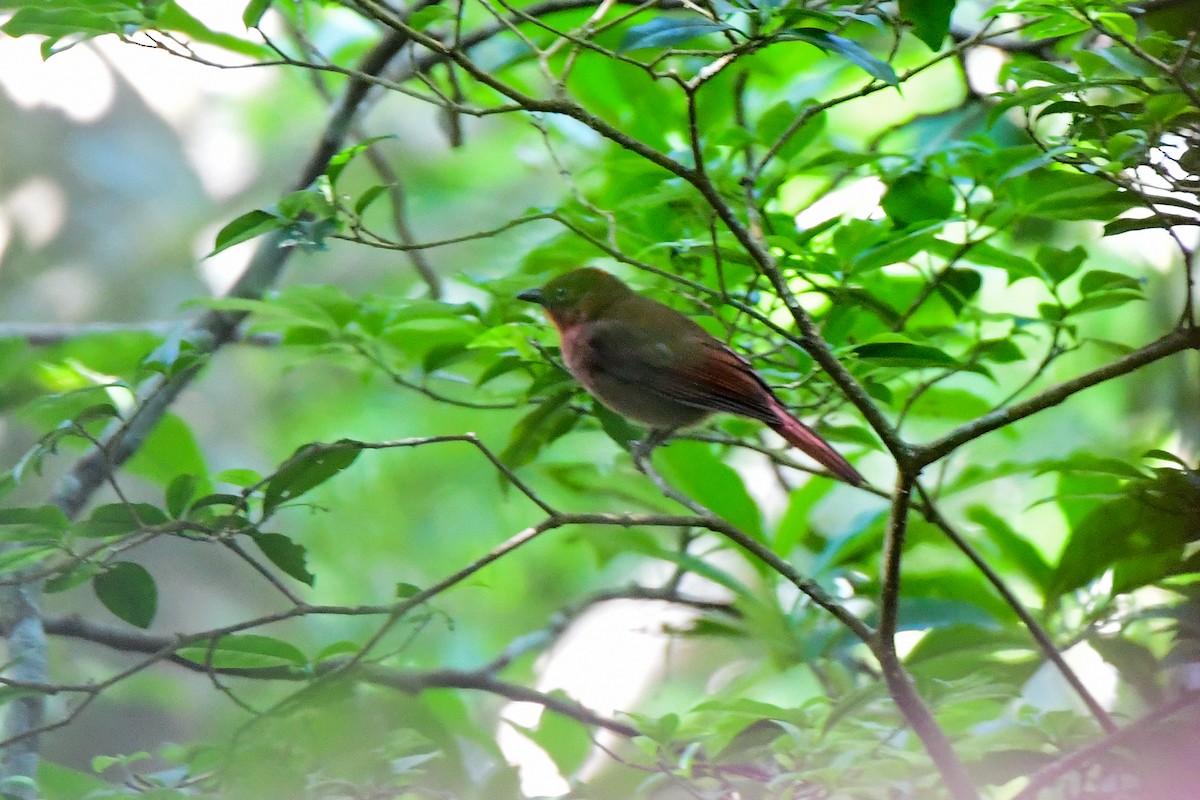 Red-crowned Ant-Tanager - ML627597183