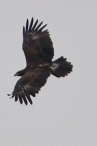 Greater Spotted Eagle - ML627597199