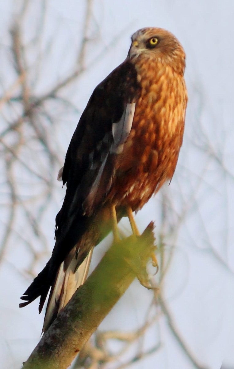 Western Marsh Harrier - ML627597248