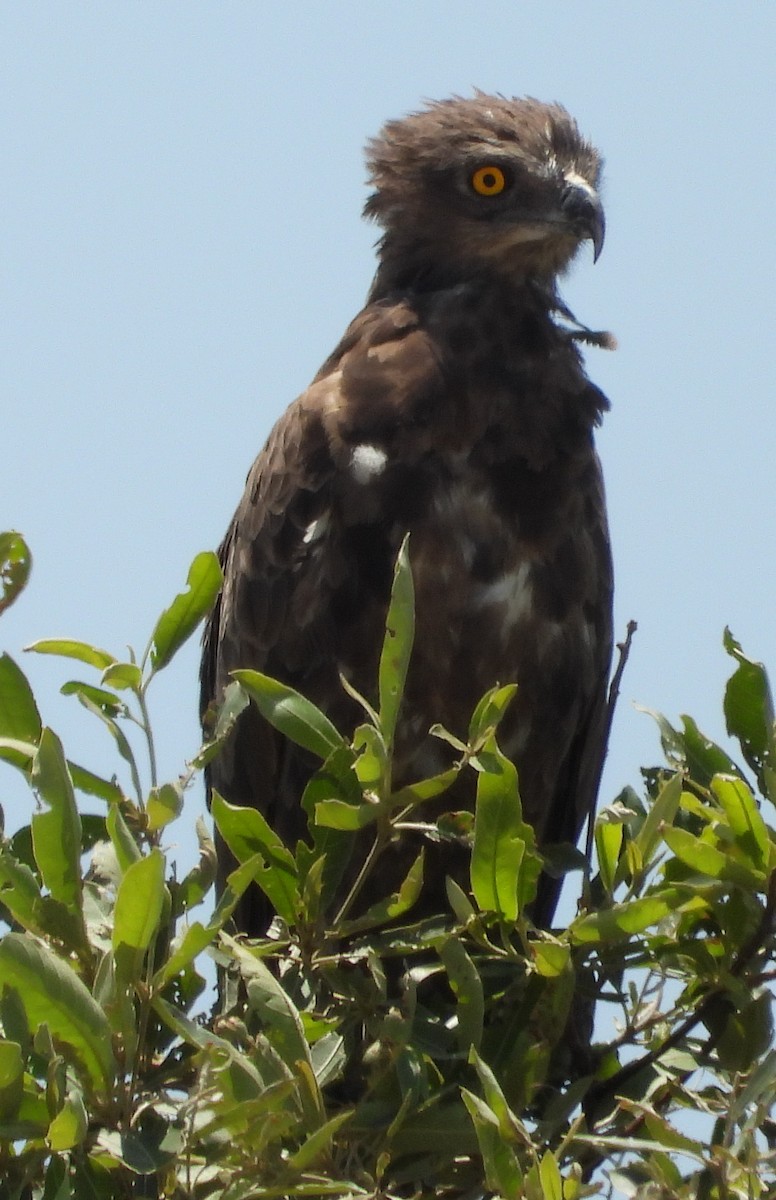 Brown Snake-Eagle - ML627597329