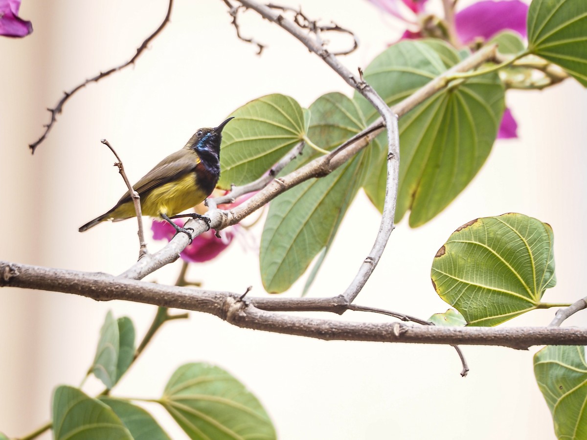 Ornate Sunbird - ML627597413