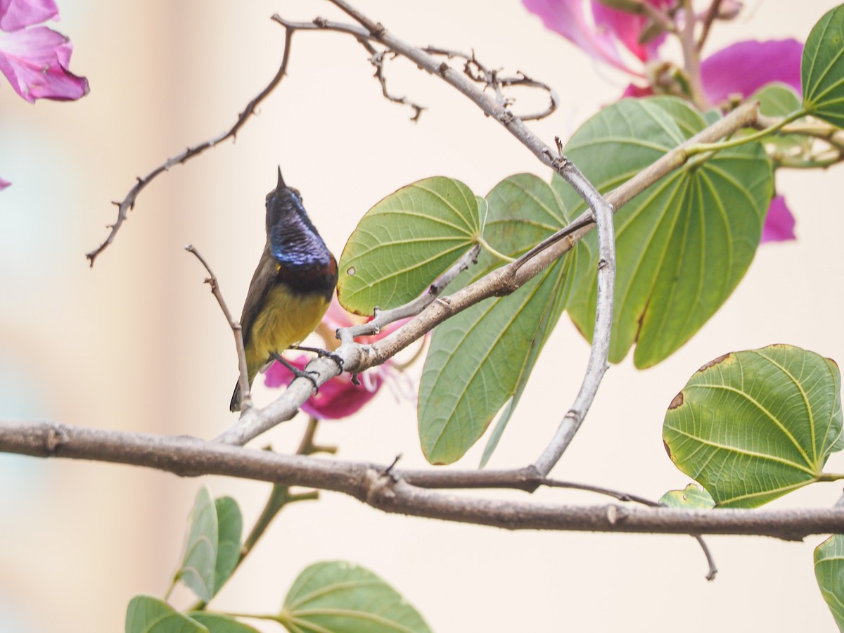 Ornate Sunbird - ML627597414