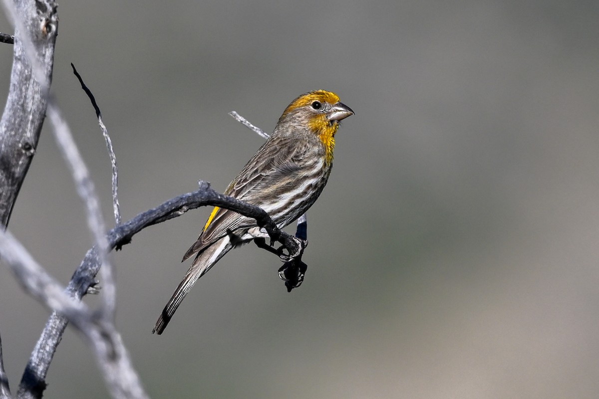 House Finch - ML627597500