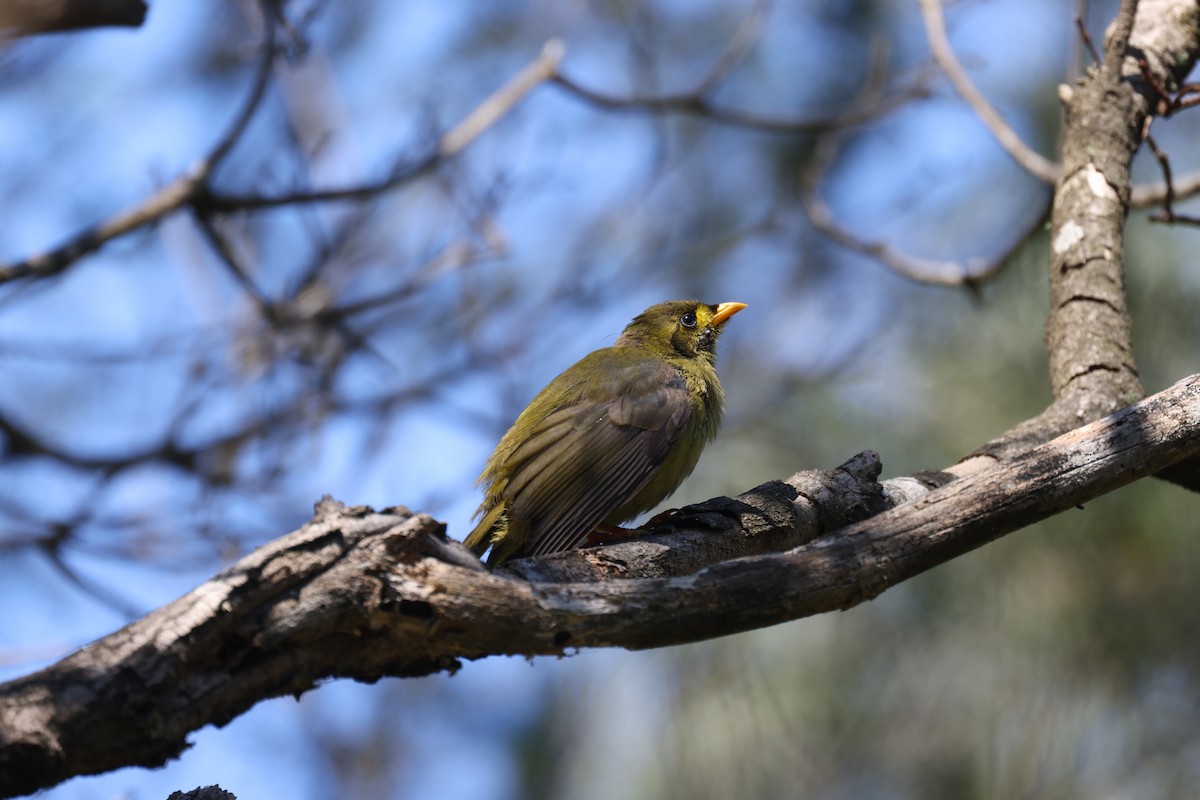 Bell Miner - ML627597513