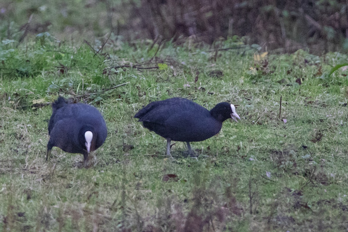 Blässhuhn - ML627597768