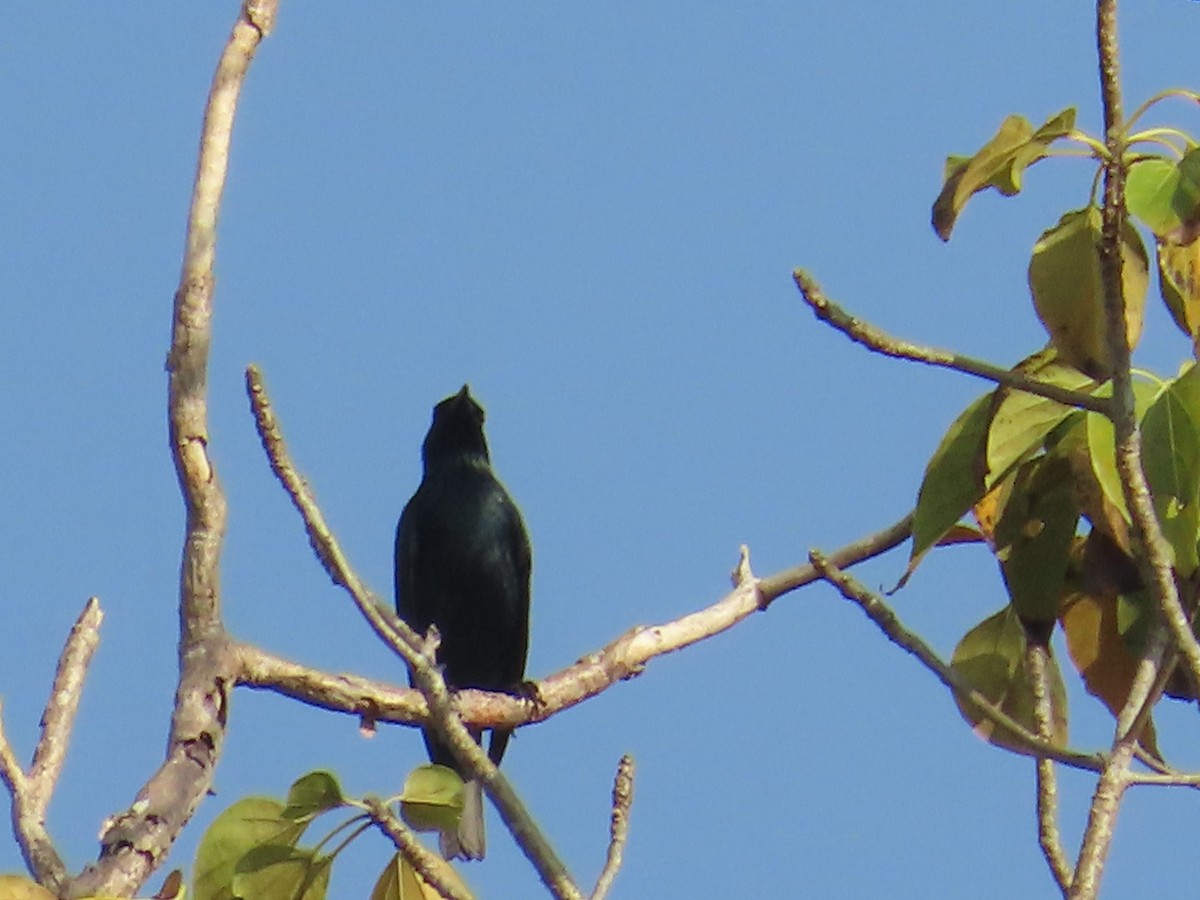 Asian Glossy Starling - ML627597770