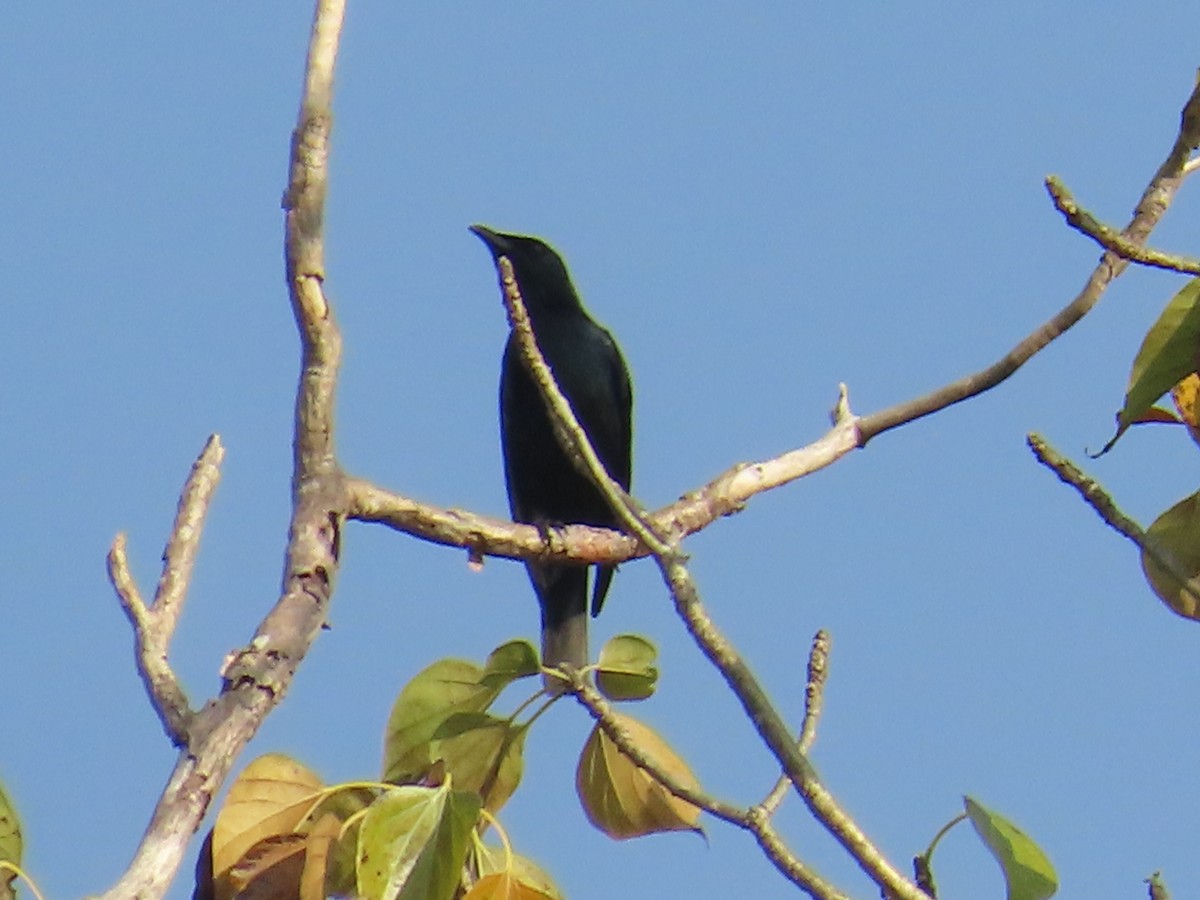 Asian Glossy Starling - ML627597771