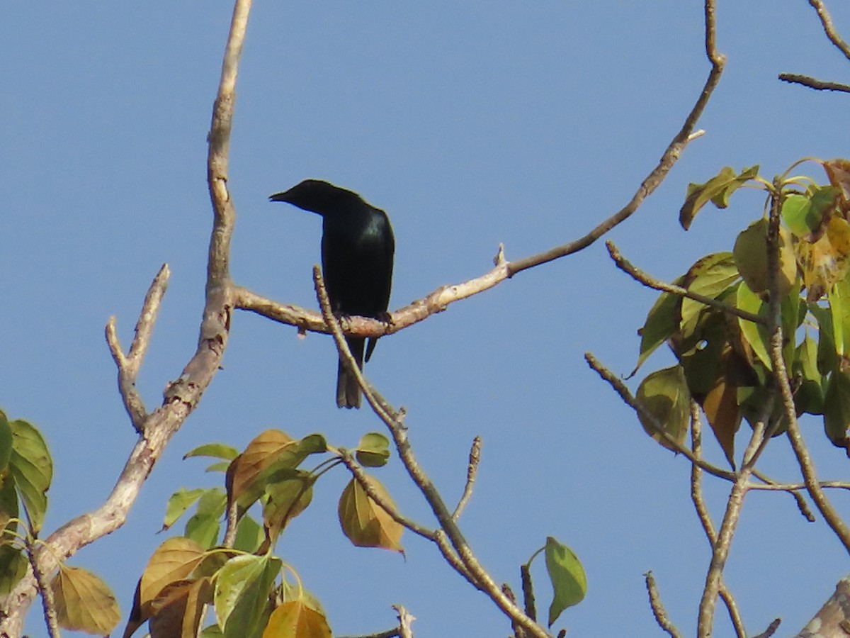 Asian Glossy Starling - ML627597772