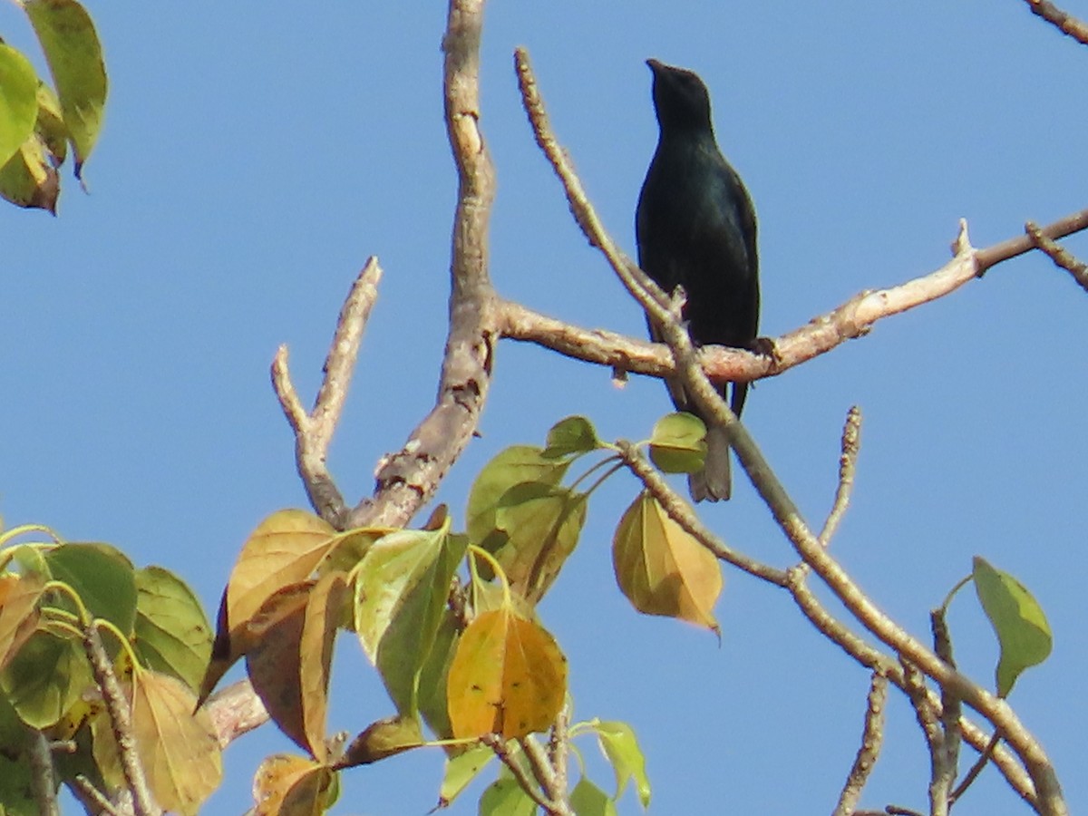 Asian Glossy Starling - ML627597773